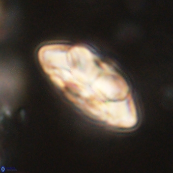 Noelia mahaniae 70597