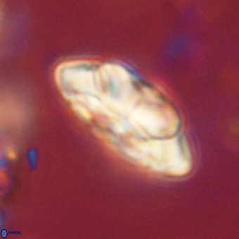 Noelia mahaniae 70598