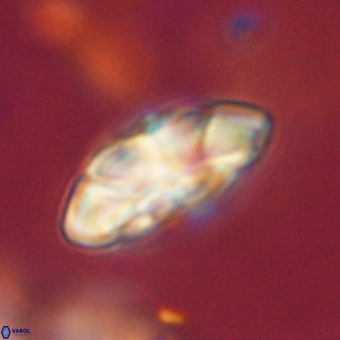 Noelia mahaniae 70599