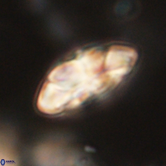 Noelia mahaniae 70600