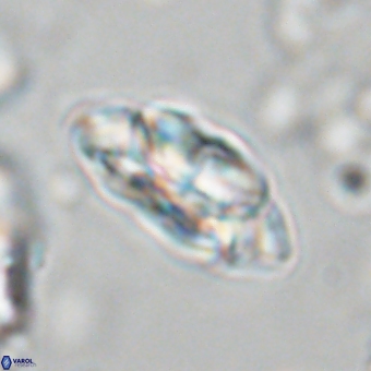 Noelia mahaniae 70601