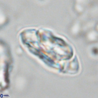 Noelia mahaniae 70602