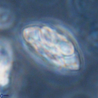 Noelia mahaniae 70603