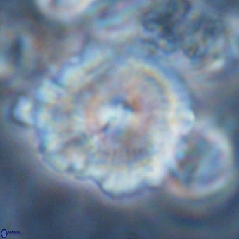 Noelia mahaniae 70605