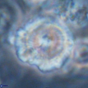 Noelia mahaniae 70606