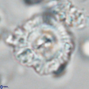 Noelia mahaniae 70609