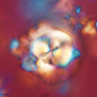 Noelia mahaniae 70612