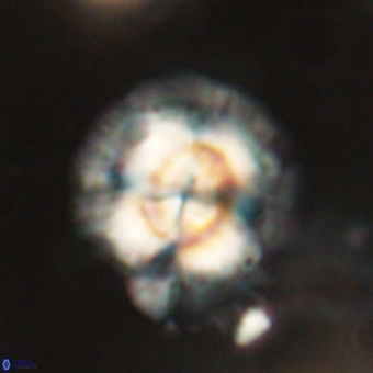 Noelia mahaniae 70617