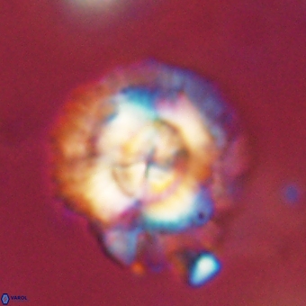 Noelia mahaniae 70619