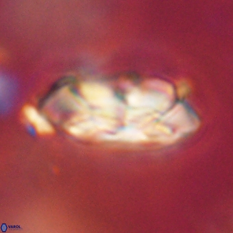 Noelia mahaniae 70620