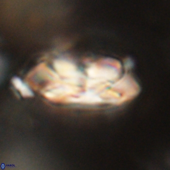 Noelia mahaniae 70621