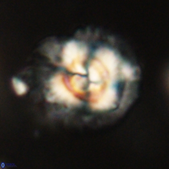 Noelia mahaniae 70622