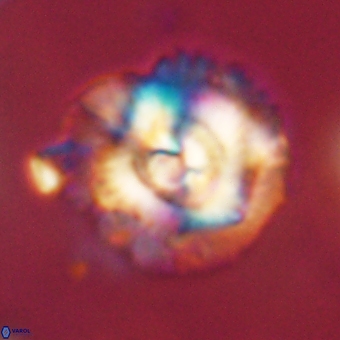 Noelia mahaniae 70623