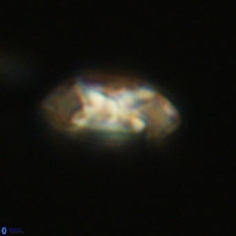 Noelia plevrrotos VR 07079