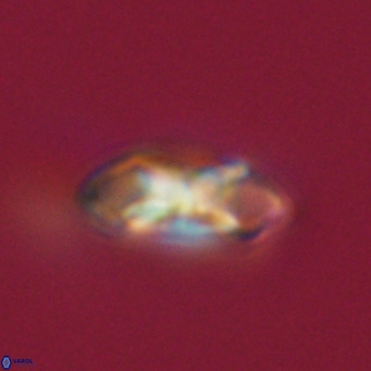 Noelia plevrrotos VR 07080