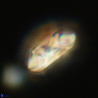 Noelia plevrrotos VR 07082