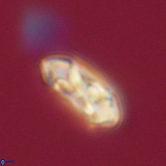 Noelia plevrrotos VR 07084