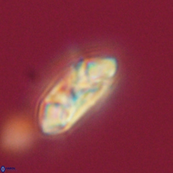 Noelia plevrrotos VR 07085