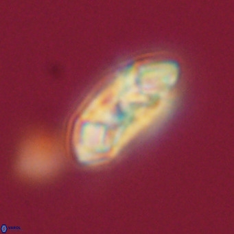 Noelia plevrrotos VR 07087