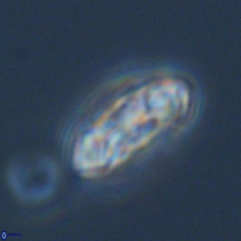 Noelia plevrrotos VR 07093