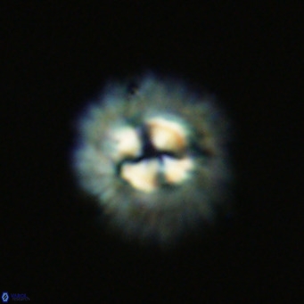 Noelia plevrrotos VR 07094