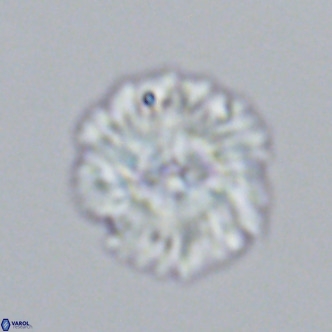 Noelia plevrrotos VR 07096