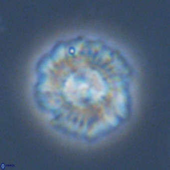 Noelia plevrrotos VR 07098