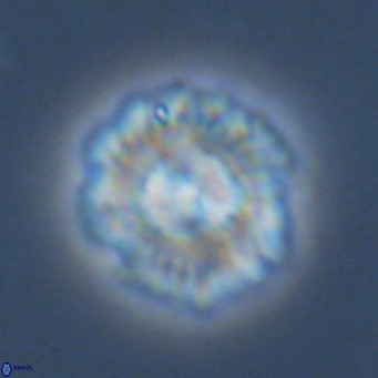 Noelia plevrrotos VR 07099