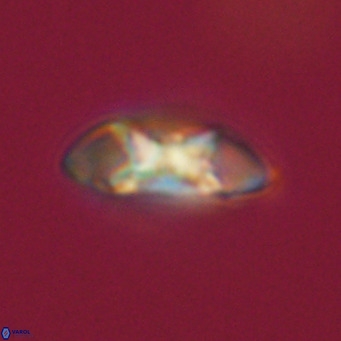 Noelia plevrrotos VR 07100