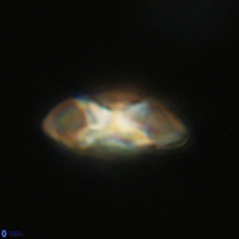 Noelia plevrrotos VR 07101