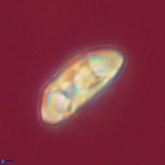 Noelia plevrrotos VR 07104