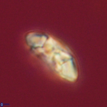 Noelia plevrrotos VR 07105