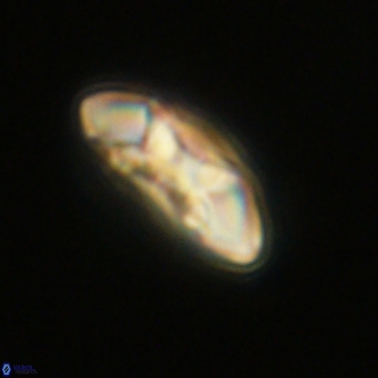 Noelia plevrrotos VR 07109