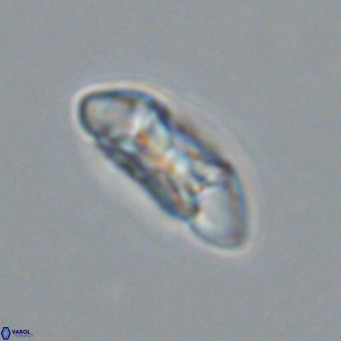 Noelia plevrrotos VR 07110