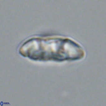 Noelia plevrrotos VR 07111