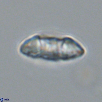 Noelia plevrrotos VR 07112