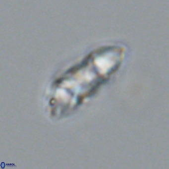 Noelia plevrrotos VR 07113