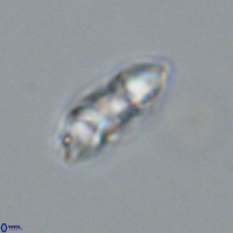 Noelia plevrrotos VR 07114