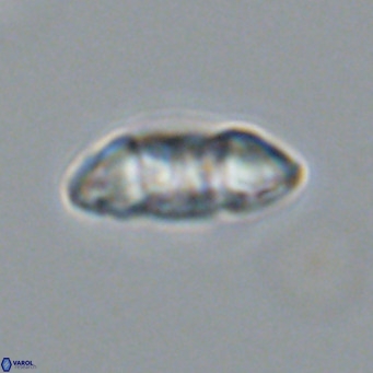 Noelia plevrrotos VR 07115