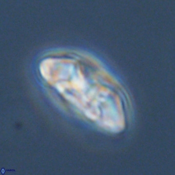 Noelia plevrrotos VR 07118