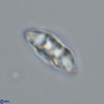 Noelia plevrrotos VR 07119