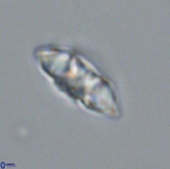 Noelia plevrrotos VR 07120