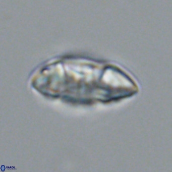 Noelia plevrrotos VR 07121