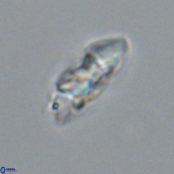 Noelia plevrrotos VR 07122