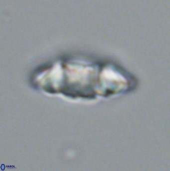 Noelia plevrrotos VR 07123