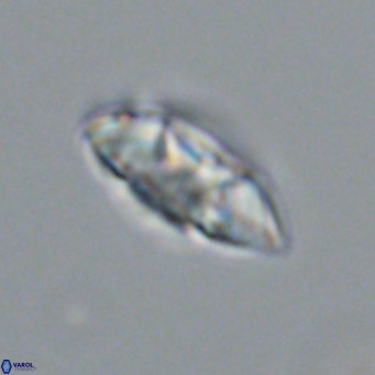 Noelia plevrrotos VR 07124