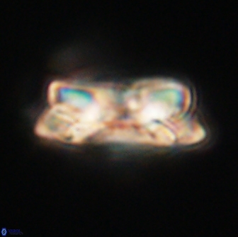 Noelia unverdii 64512