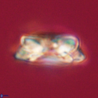 Noelia unverdii 64514