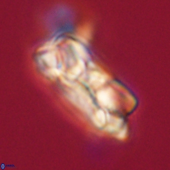 Noelia unverdii 64520