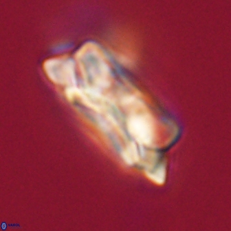 Noelia unverdii 64521